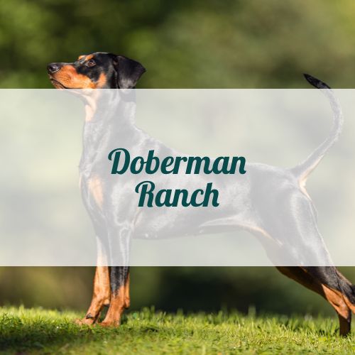 Doberman Ranch